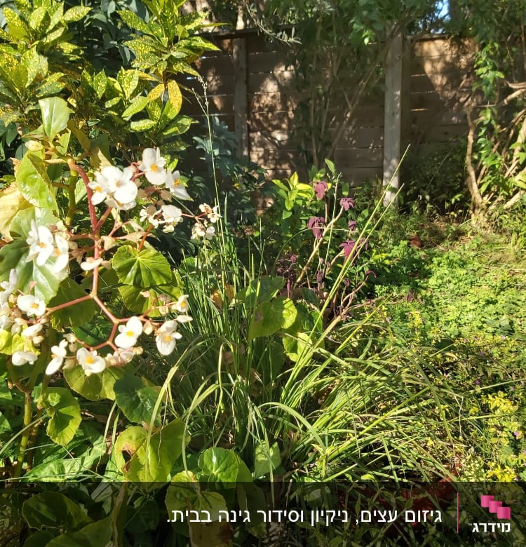 צמחים ופרחים בגינה עם עלים ירוקים ופרחים לבנים